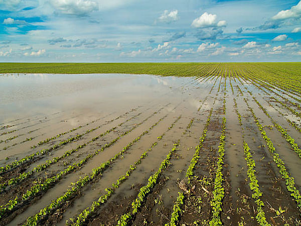 Healthy, timely and well-distributed rains can boost agriculture incomes by bolstering rural demand: CRISIL report