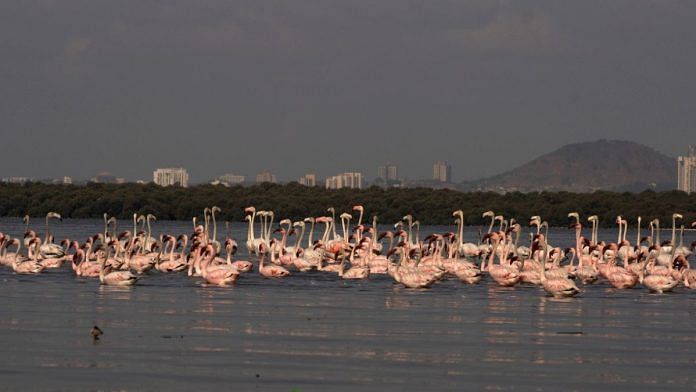 Flamingos at Thane Creek Flamingo Sanctuary | Representational image | Commons