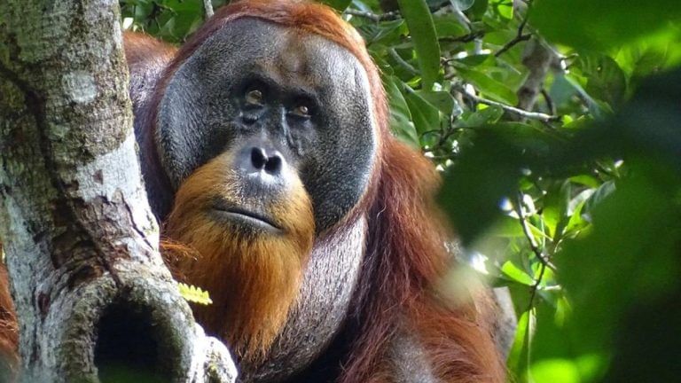 Meet ‘Doctor’ Rakus — Sumatran orangutan seen treating wound with herb