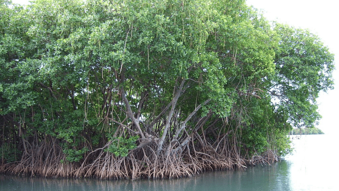 Mangroves for representation | Commons