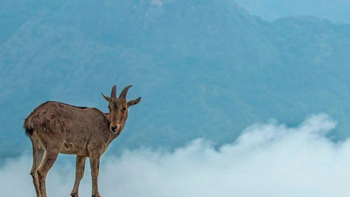 The Tamil Nadu government’s first-of-its-kind mission to save the state’s national animal, the endangered Nilgiri Tahr | projectnilgiritahr.com