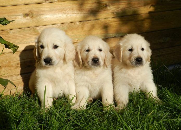 File image of Golden Retriever puppies | Representative image | Pixabay