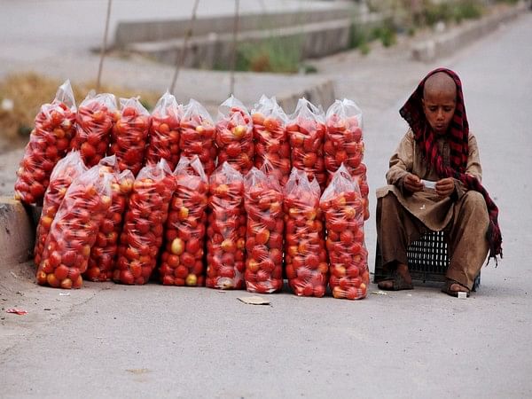 Pak: Tomato prices soar to PKR 200 per kg ahead of Eid festivities