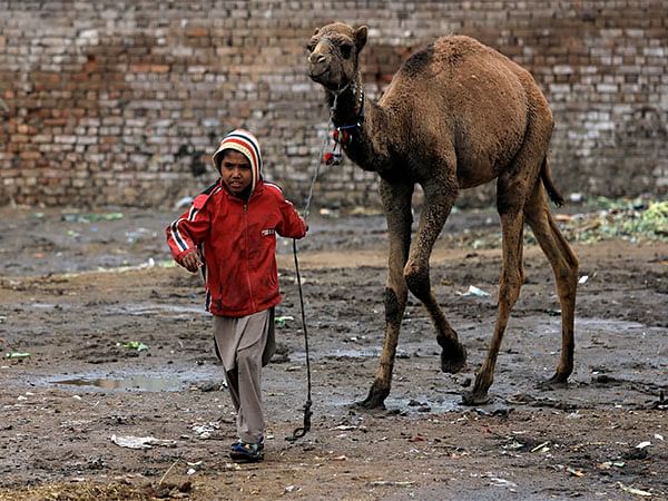 Wounded camel in Pakistan's Sindh to get artificial leg, say authorities