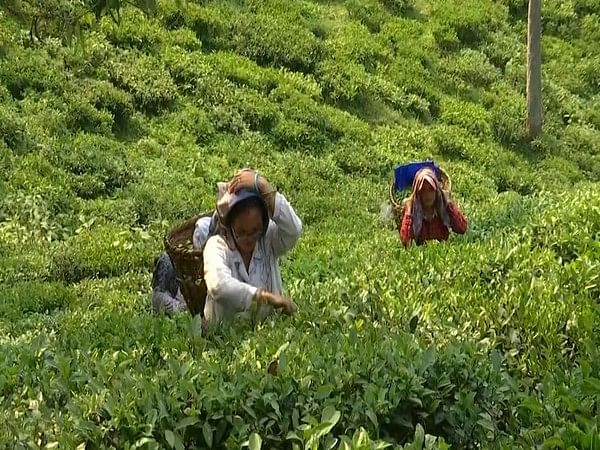 North India's tea industry faces major crisis with production down 60 mn kilos amid extreme weather