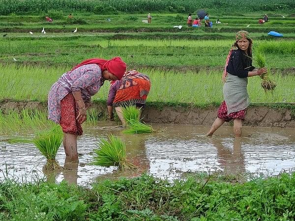 Nepal marks Ropain Diwas, celebrating rice and rituals by planting paddy saplings