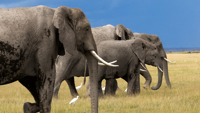 Elephants at the Amboseli National Park in Kajiado County, Kenya, REUTERS/Monicah Mwangi/File Photo