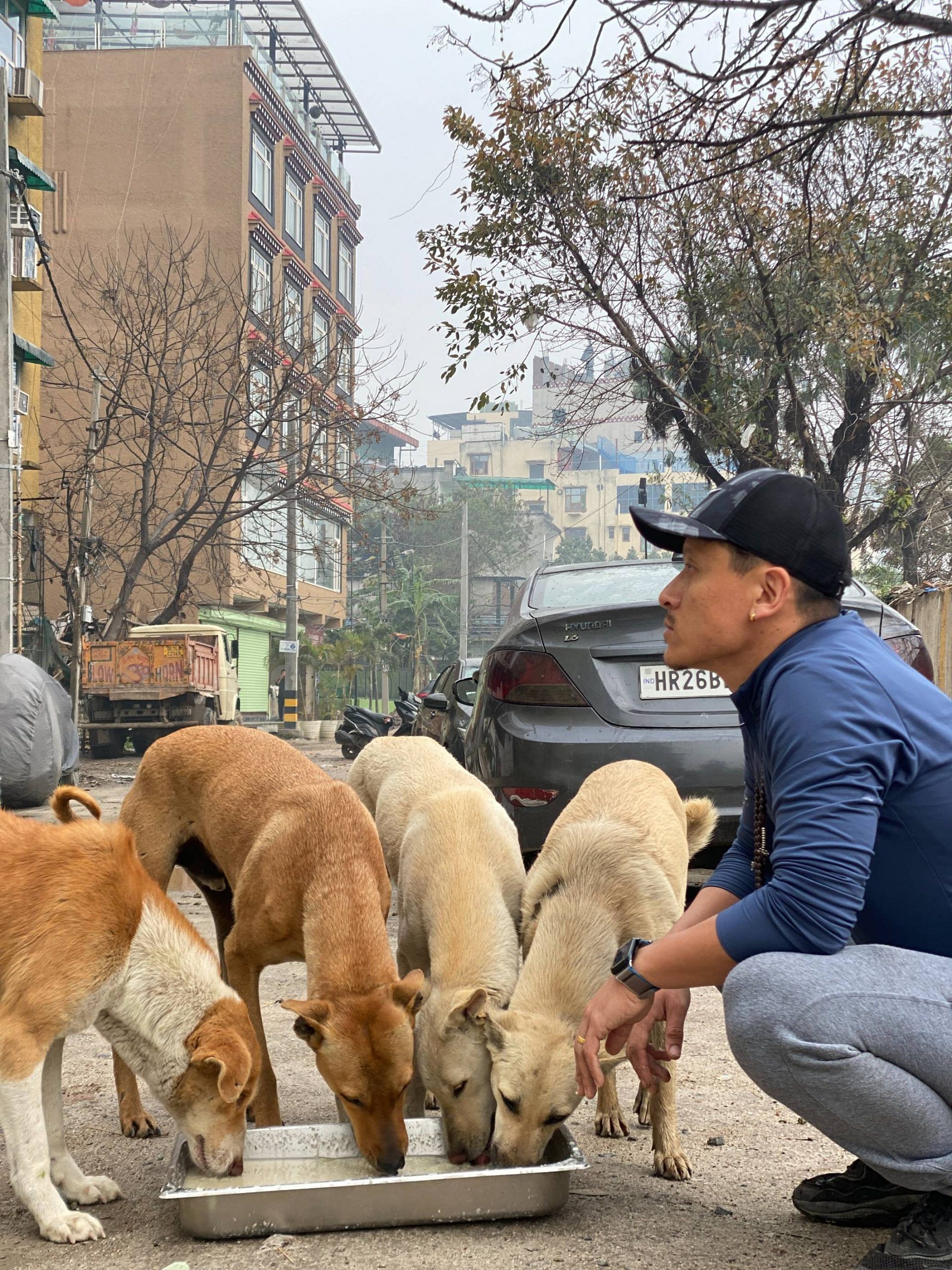 Community dogs being fed at New Aruna Nagar area by Yamuna Khimtsang | Photo by special arragement