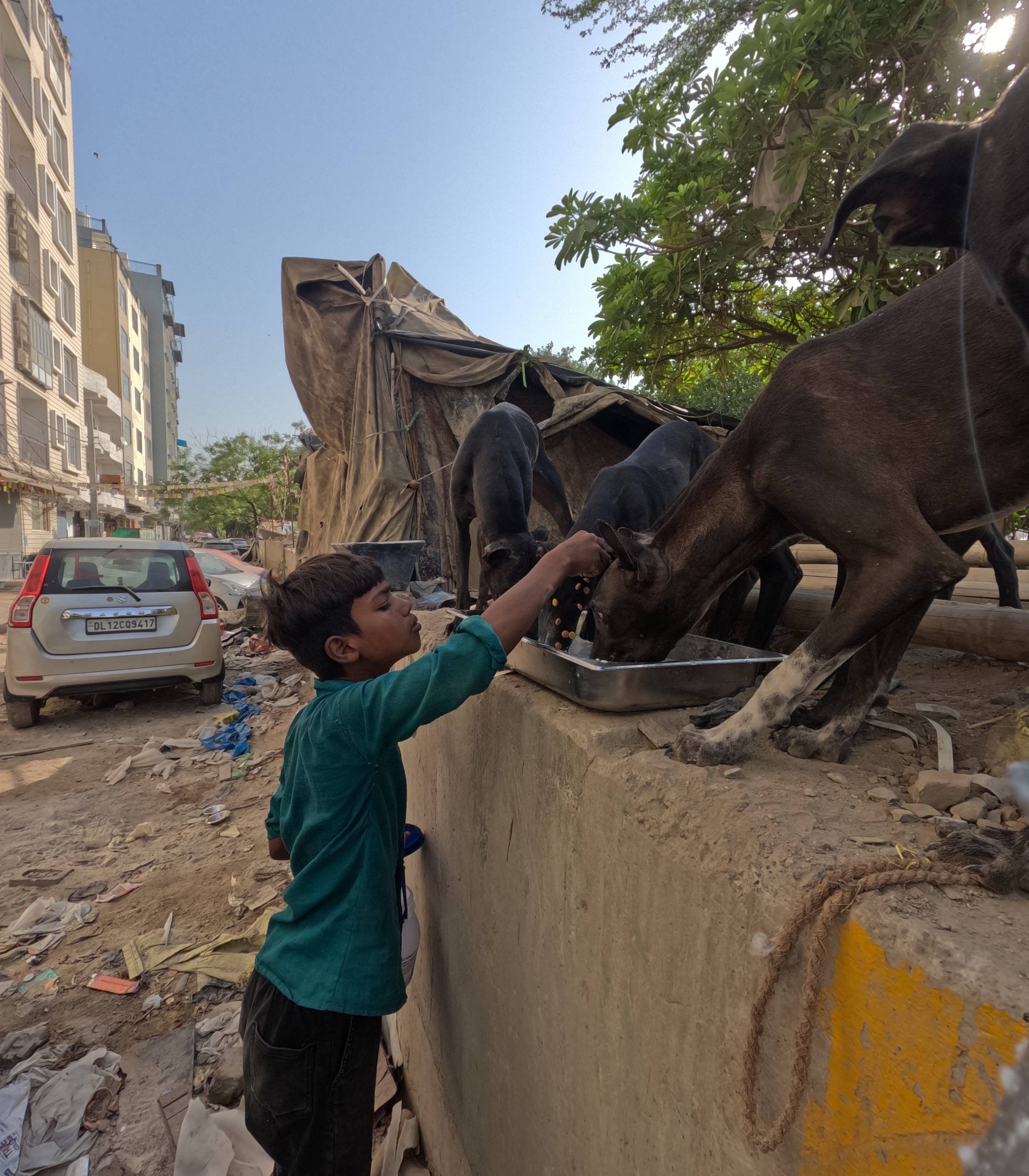 Children from adjacent JJ colony help in feeding the dogs at New Aruna Nagar in Majnu Ka Tilla | Photo by special arrangement 