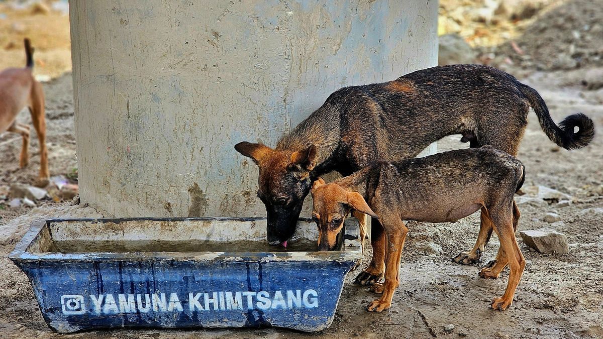 Delhi’s animals dying of heat stress, thirst—dogs bleeding through their noses, cats panting