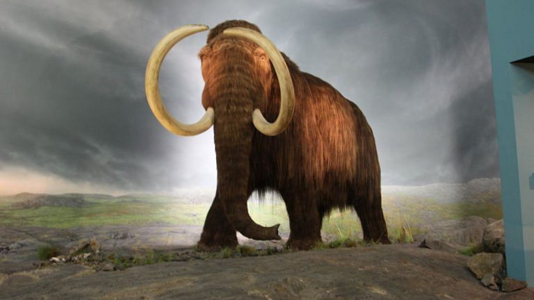 Did inbreeding cause the woolly mammoth’s extinction? Research suggests it was more sudden