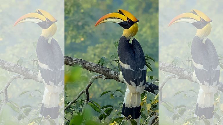 What’s the Hornbill’s origin story? Naga legend says it was once a sad, orphaned boy