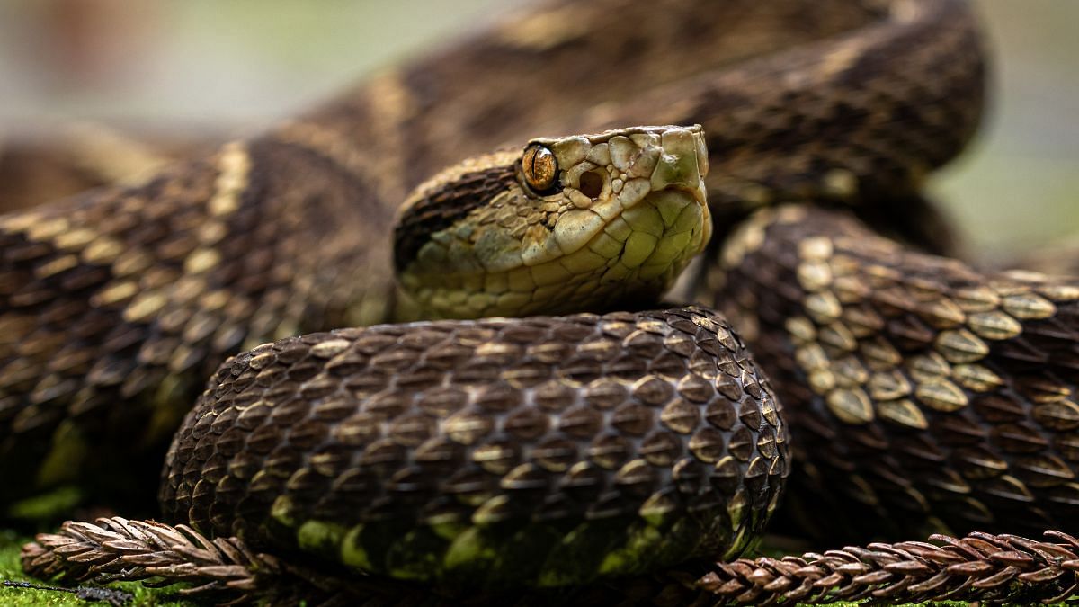 A Brazilian biologist stepped on pit vipers 40,000 times. What 'daring ...