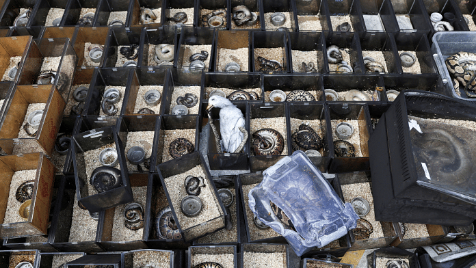 A dead bird and reptiles are pictured following a fire, in which exotic animals, reptiles, and pets perished at Chatuchak Weekend Market, in Bangkok, Thailand on 11 June, 2024 | Reuters/Chalinee Thirasupa