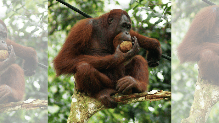 Orangutan | File Photo | Commons