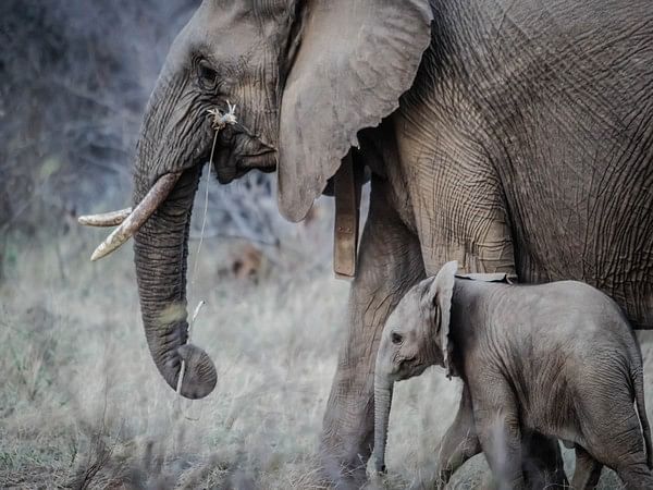 Tourist crushed to death by elephants in South Africa