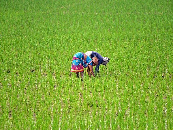Kharif sown area improves by 10.3 per cent in 2024 sowing season