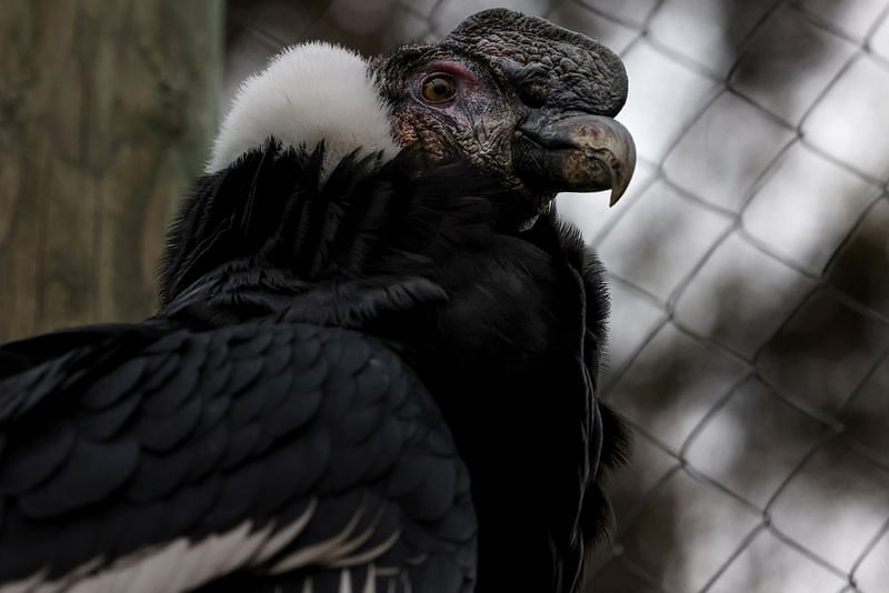 Andean condor in rehab highlights conservation challenges – ThePrint ...