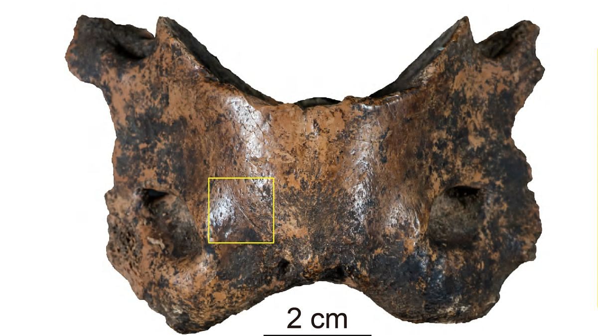 Fósil de homínido extinto denisovano identificado en la meseta tibetana, revelada su dieta