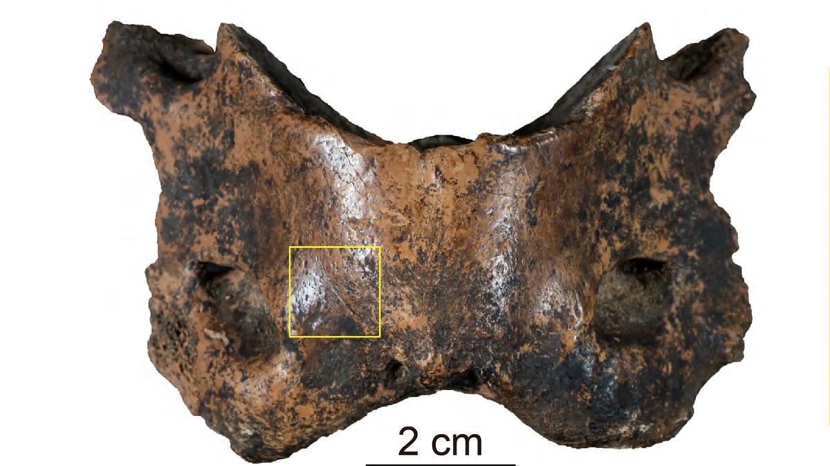 Fossil of extinct human species Denisovan identified in Tibetan plateau,  their diet pattern revealed