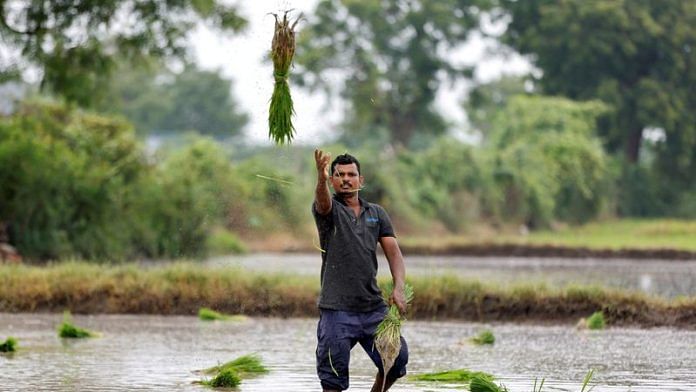 A farm labourer throws rice saplings for planting in a field on the outskirts of Ahmedabad, India, July 21, 2023. REUTERS/Amit Dave/File Photo