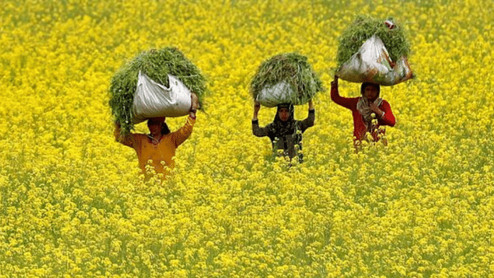 Representational image of a mustard field | Reuters/Danish Ismail
