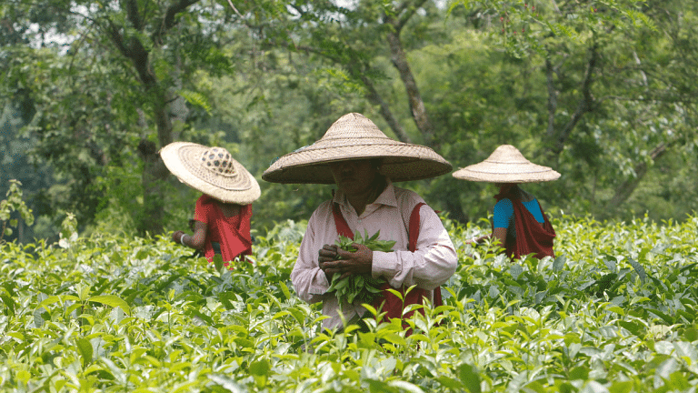 Tea prices soar as heatwaves, floods hit production