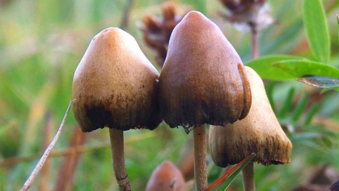 Psilocybin mushroom or magic mushroom | Wikimedia Commons