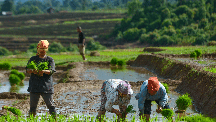 File photo of farmers planting rice seedlings | ANI