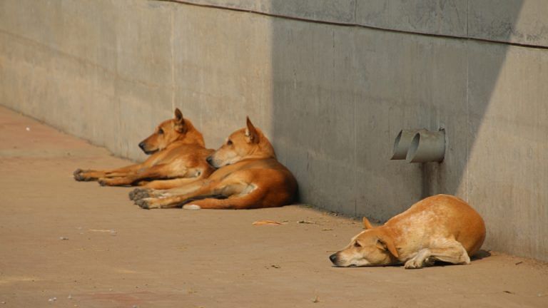 Bengaluru’s Rs 2.9 cr plan to feed stray dogs has residents questioning govt’s ‘misplaced’ priorities