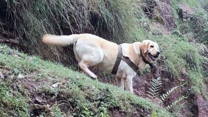 Indian Army dog Kent, a six-year-old female labrador of the 21 Army Dog Unit, laid down her life while shielding its handler during the operation in Jammu and Kashmir | ANI Photo