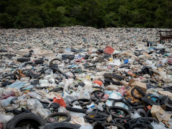 Plastic pollution, seawater flooding can amplify threats to coastal plant species: Study 