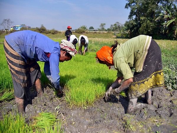 India's kharif crop sowing outpaces previous year figures; paddy, pulses, oilseeds all leading