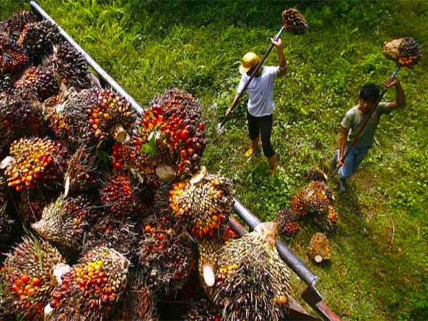 Smallholder Farmers Express Gratitude to the Asian Palm Oil Alliance for Advocacy