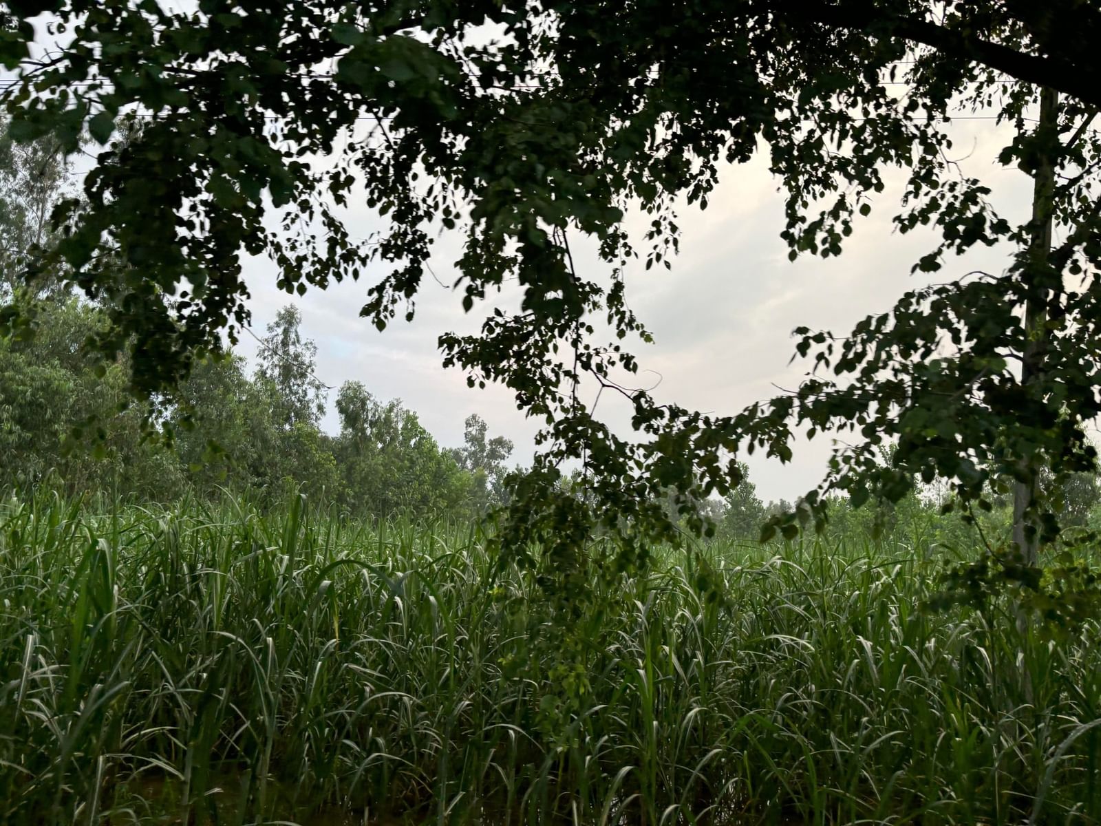 Bareilly's sugarcane fields — the serial killer's hunting ground | Bismee Taskin | ThePrint