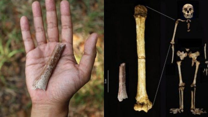 The arm fragment excavated at the Mata Menge site in 2013 (left) | The Mata Menge fragment shown at the same scale as the humerus of Homo floresiensis from Liang Bua (right) | Yousuke Kaifu, University of Tokyo