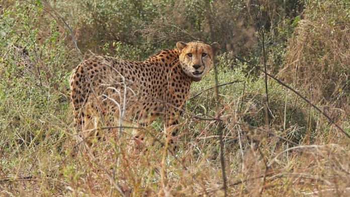 File photo of cheetah Pavan at Kuno National Park | ANI