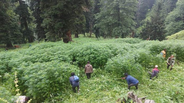 Villagers uprooting cannabis plants in Himachal Pradesh's Kullu district | By special arrangement