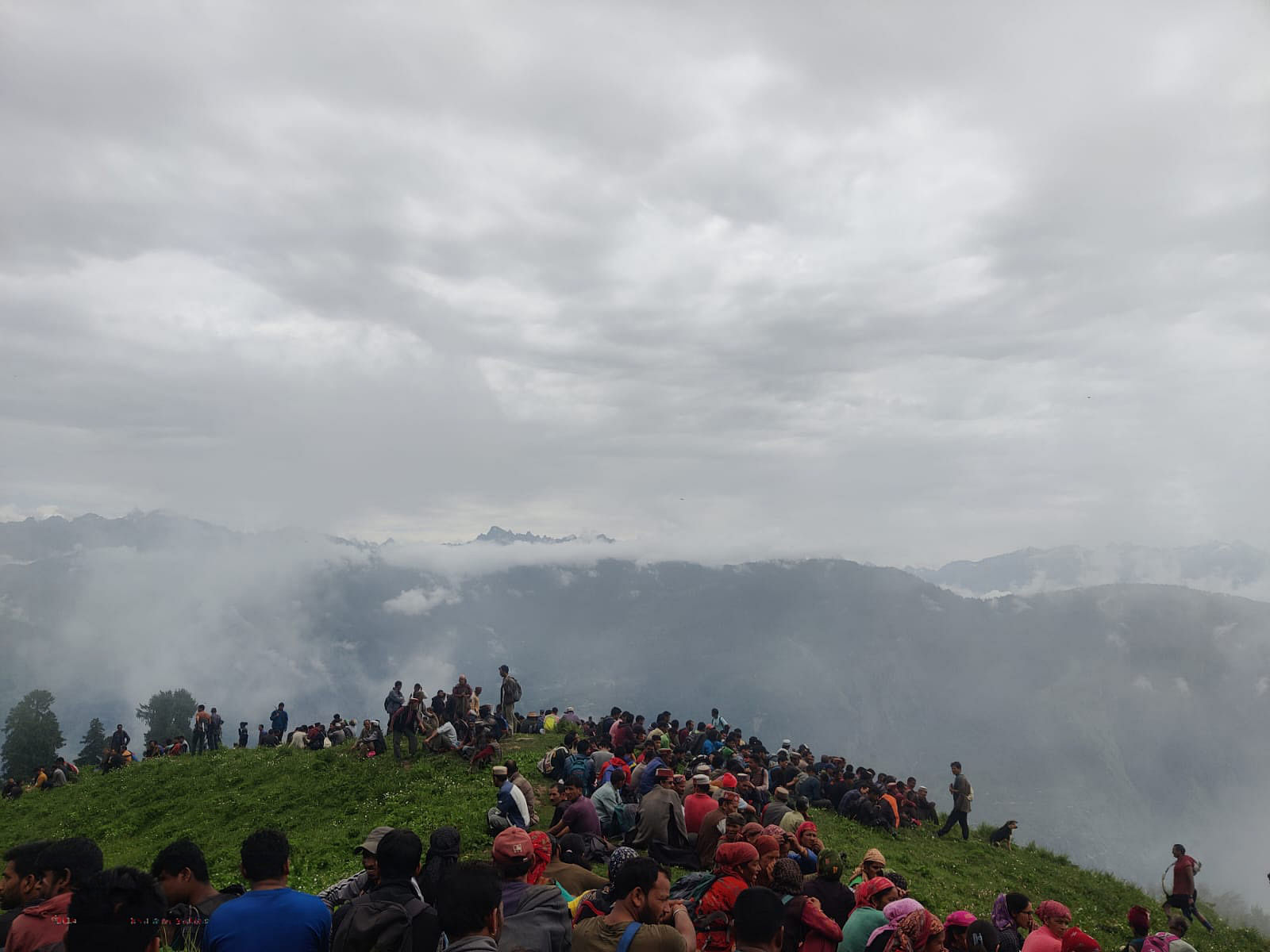 Villagers in the forest to uproot cannabis plants in Kullu | By special arrangement