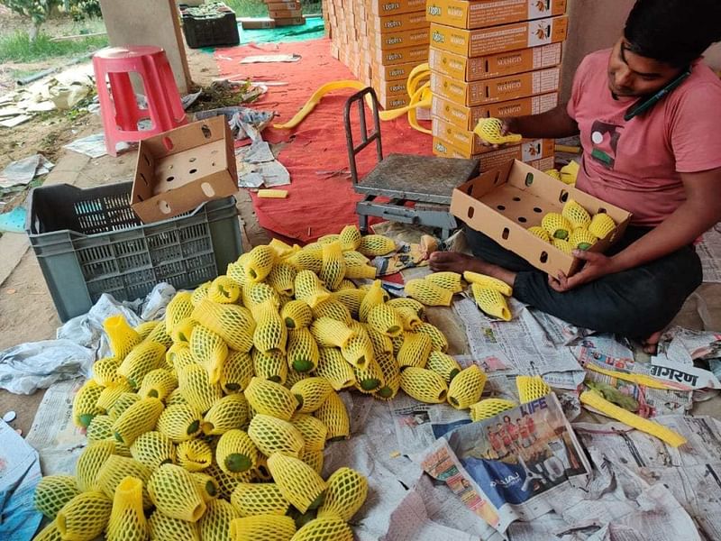 निर्यात के लिए पैक किए जा रहे जर्दालू आम | फोटो: एक्स/@DoC_GoI