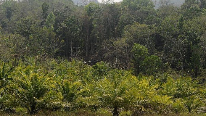 Representational image | An oil palm plantation in Mamit District, Mizoram