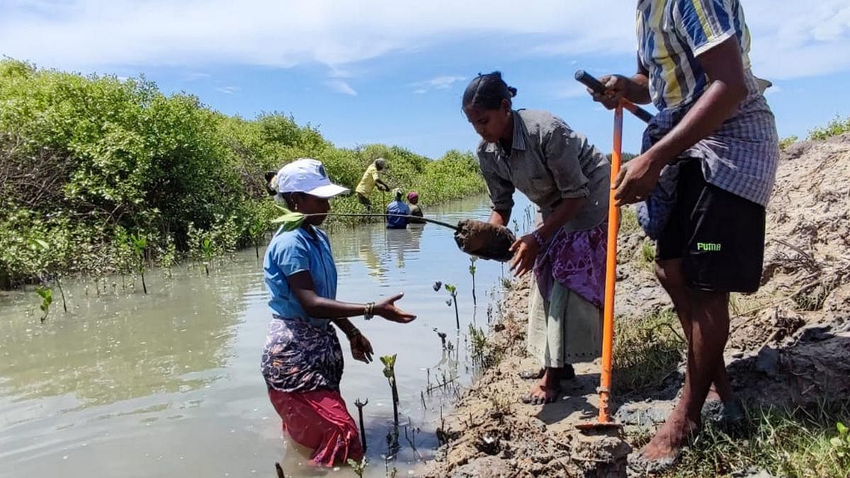 Tamil Nadu is on a mangrove mission to create ‘bio-shields’. Villagers are on the front lines