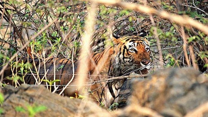 A tiger in the Sariska Reserve | Wikimedia Commons