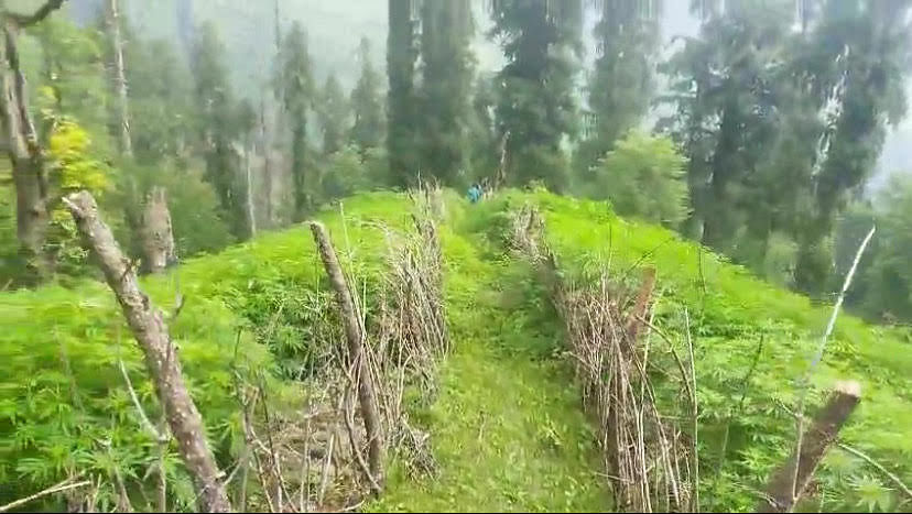 The 'barbed wire fencing' around the cannabis plants in Kullu's Kothi Sari valley | By special arrangement