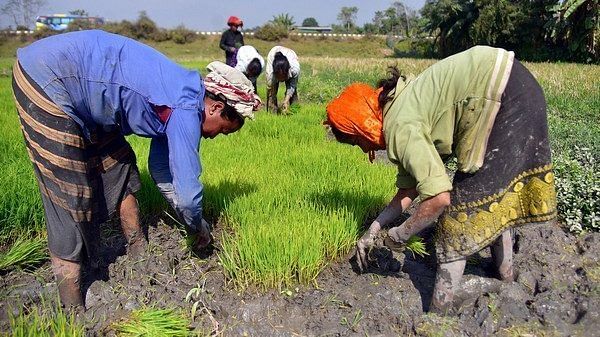 IAEA, FAO support farmers in using nuclear-derived agriculture to boost crops