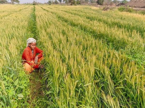 Kharif area registers 2.2 pc increase with sowing period nearing end