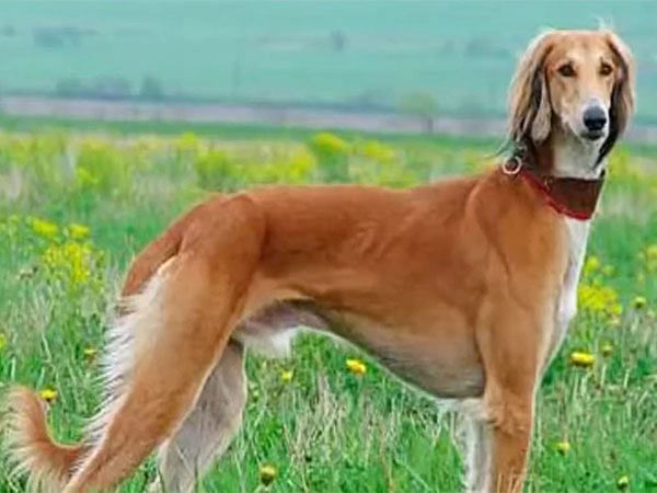 Kazakhstan: International Canine Federation recognises Kazakh Tazy as official dog breed