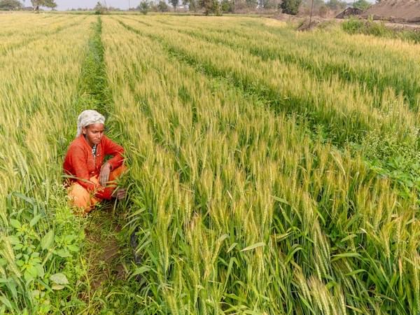 ICRA estimates increase in agriulture GVA based on surplus monsoon, kharif sowing
