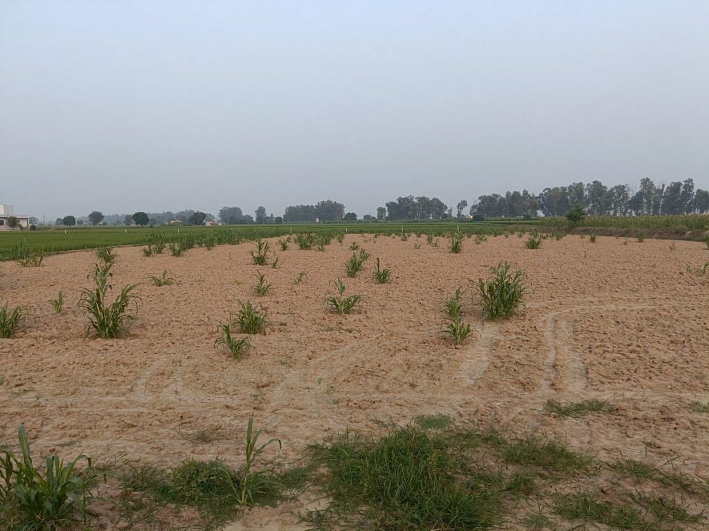 Haryana bajra field damaged by rain