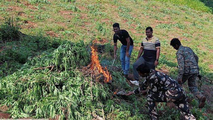 Representational image | A cannabis cultivation prevention drive in Andhra Pradesh in December 2022 | X: @APPOLICE100